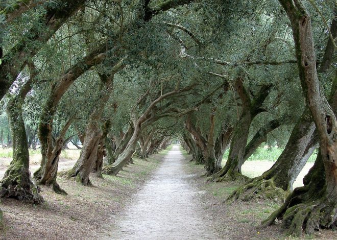 Durante siglos Galicia fue una pujante tierra de olivares con variedades únicas en el mundo. Qué lo cambió aún es un misterio