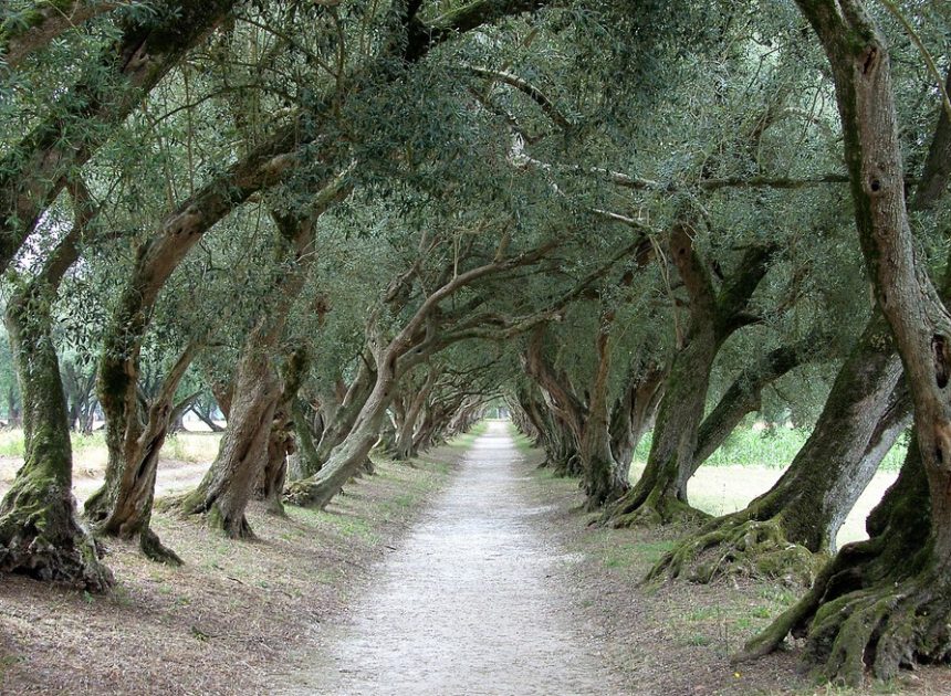 Durante siglos Galicia fue una pujante tierra de olivares con variedades únicas en el mundo. Qué lo cambió aún es un misterio